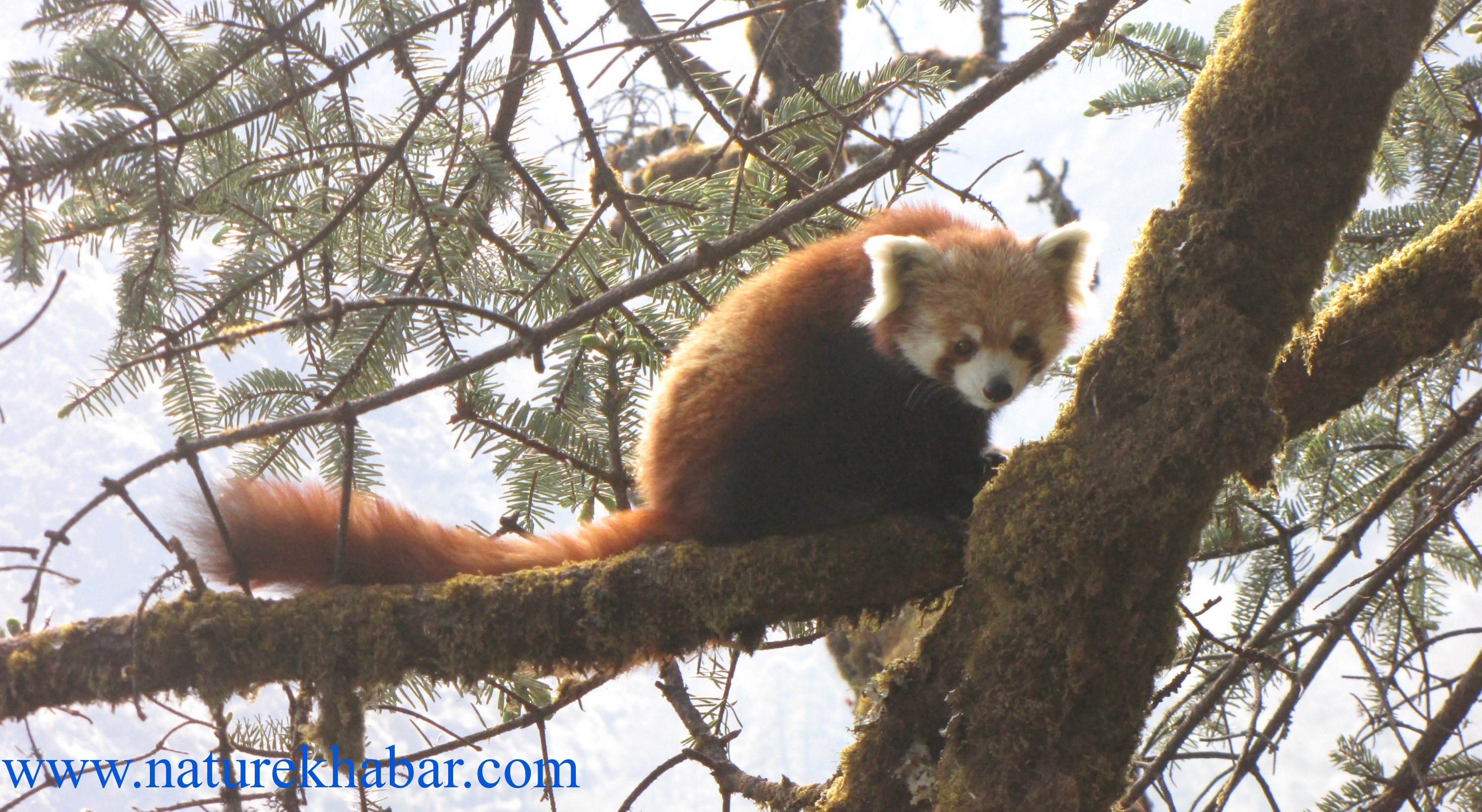 Local People have closed Jungle for red panda's breeding season - Nature Khabar