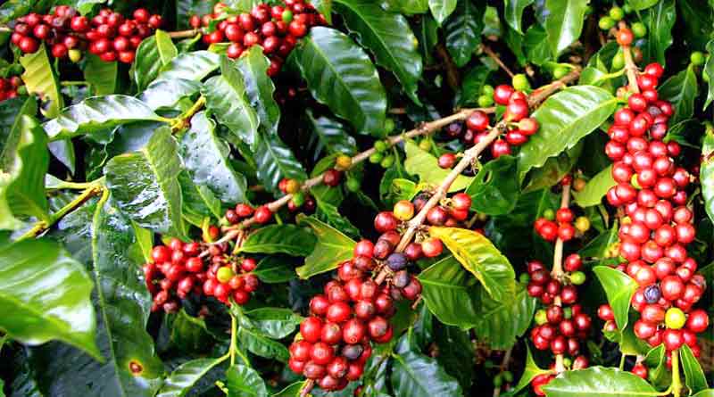 The Coffee Plant (part 1)