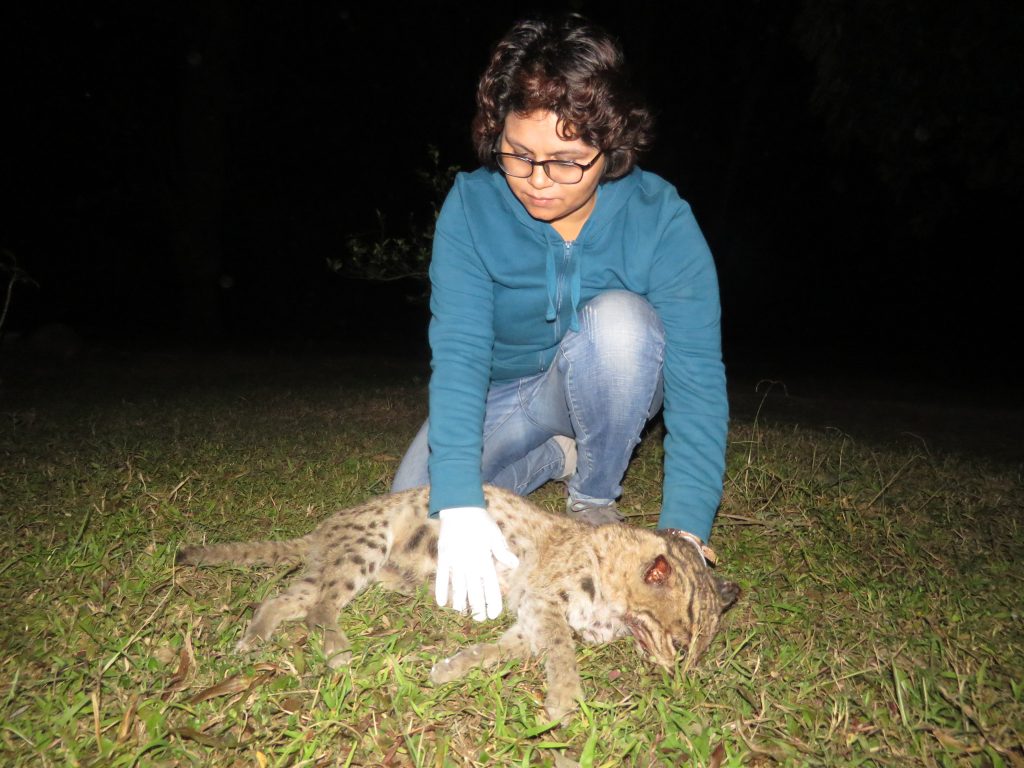 Fishing cat, Endangered Species, Wetland Habitat, Carnivore