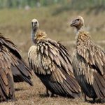 nature khabar, news portal