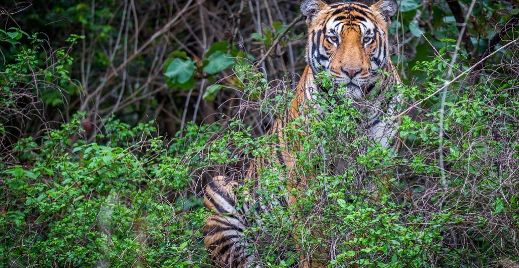 NTNC initiates new high altitude tiger conservation project - Nature Khabar